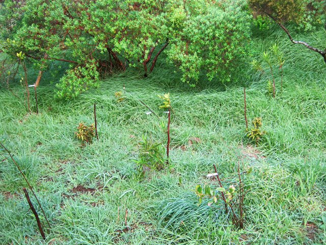 Année après année, les plantations semblent ne jamais vouloir pousser