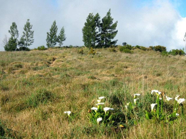 Hautes herbes et arums dans les prairies abandonnées