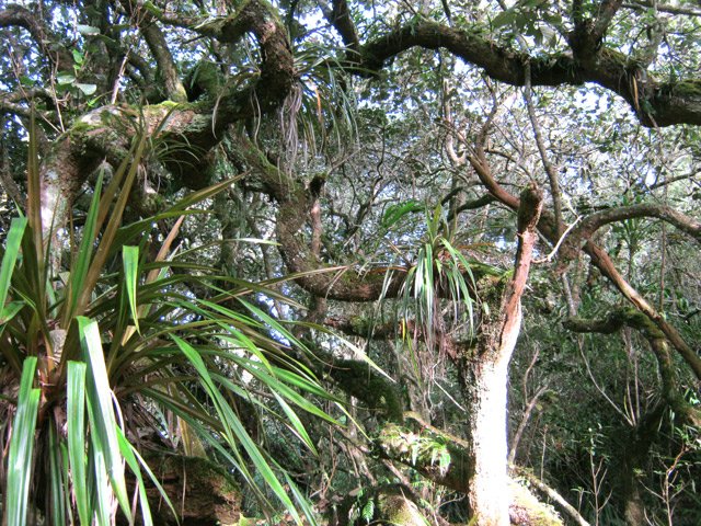 Arbres tordus et épiphytes pour le plus grand plaisir des yeux