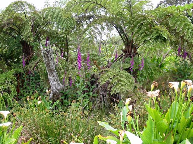 De beaux fanjans longent la piste