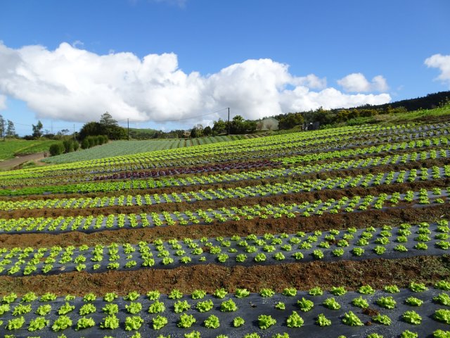 Les cultures maraîchères au départ du chemin