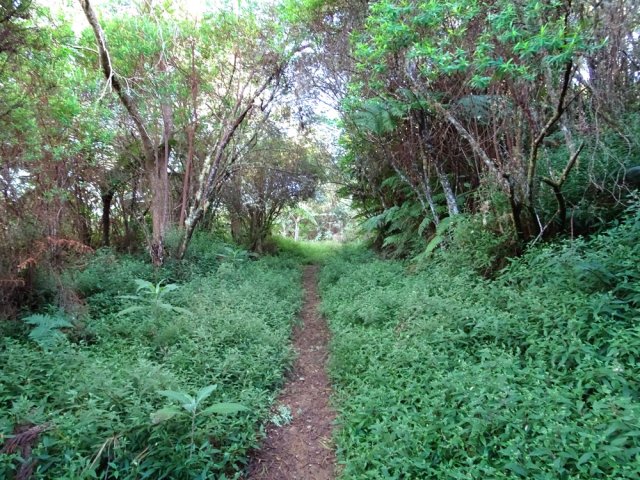 La piste se rétrécit à l'approche de la forêt primaire de Petite Île