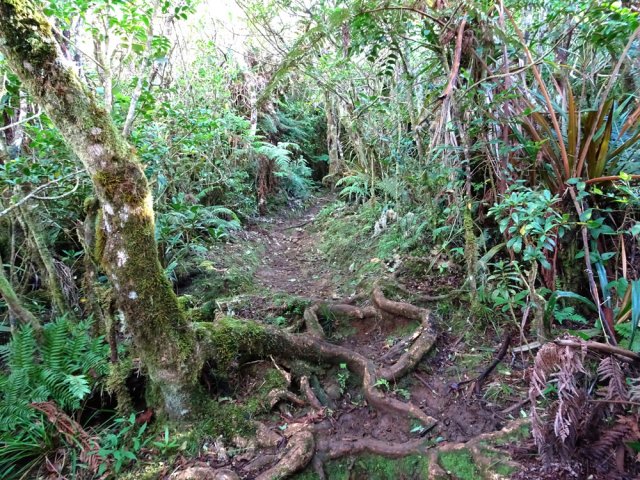 Magnifique forêt primaire, moins connue que celle de Bélouve