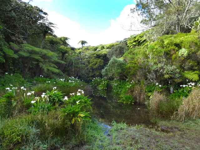 Petite halte à la mare entourée d'arums