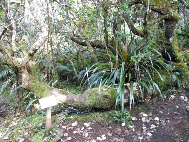 Début du sentier botanique pour qui veut rallonger la sortie