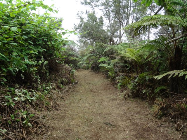 La vigne marronne l'emporte largement sur la végétation