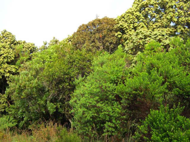 Mahots et fleurs jaunes constituent l'essentiel de la végétation en bord de piste