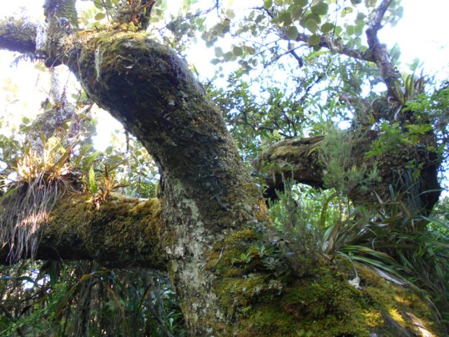 Idem pour les branches massives recouvertes d'épiphytes