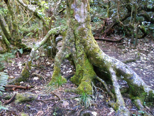 Inutile de parcourir toute la boucle pour voir de belles racines