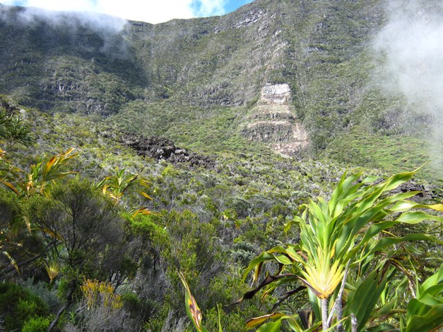 La végétation dans la descente après la Ravine des Grand Sable