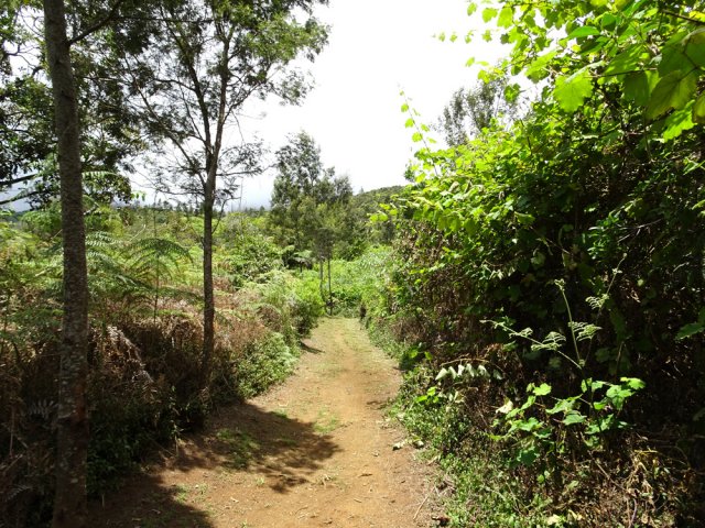 La montée par le sentier de bord de Grand Coude, assez souvent entretenu