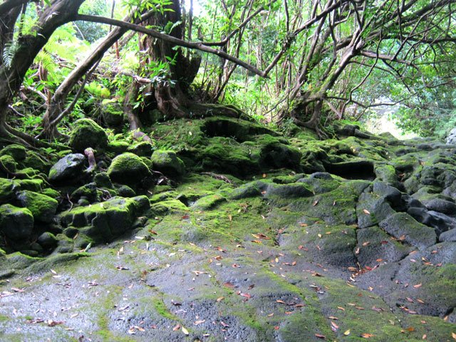 La très belle ravine moussue à l'arrivée à la RN.