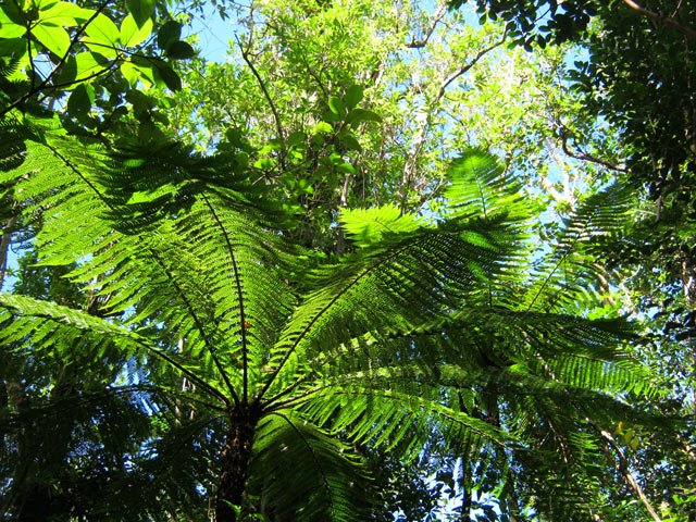 Fanjan dans la forêt sombre.