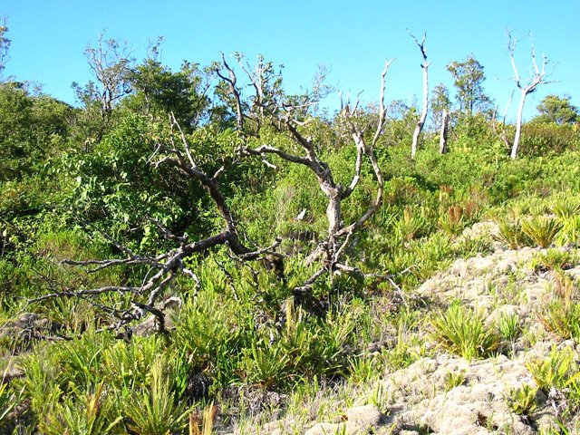 Des restes d'arbres calcinés par les laves en fusion