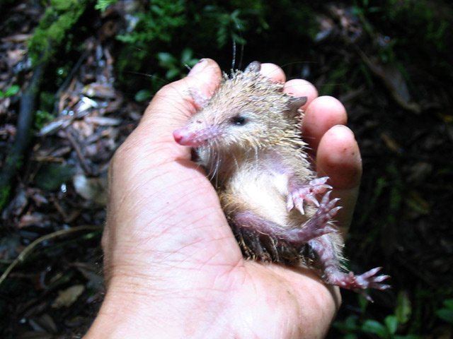 Jeune tangue aux poils à peine piquants