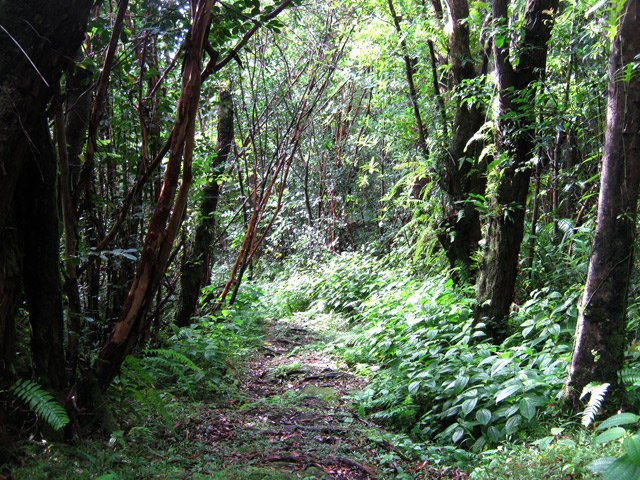 Cheminement sur racines mais à plat