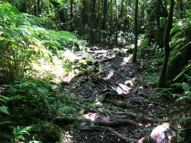 D'autres racines sur des pentes faibles