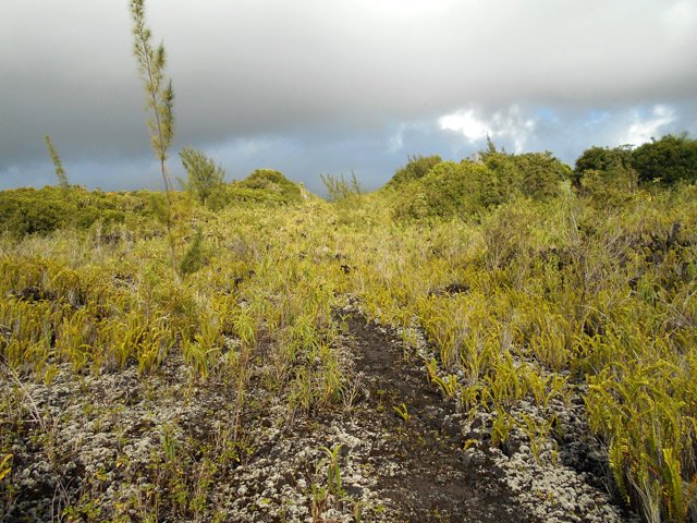 Sentier au sol de gratons bruyants sous le pied