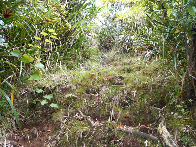 Le sentier descend fortement sur un sol souvent spongieux ou boueux