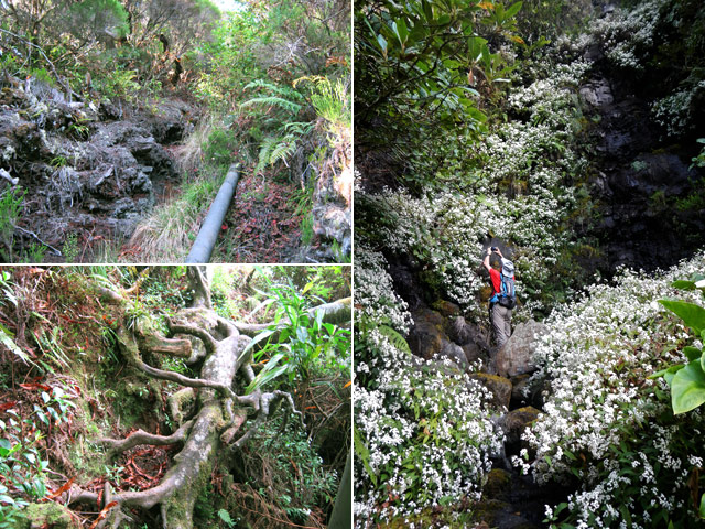 Quelques portions du sentier dont ce beau tronc escalier (glissant)