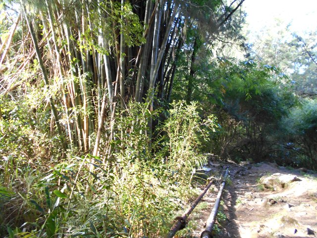 Fin de la montée à la touffe de bambous près des tuyauteries
