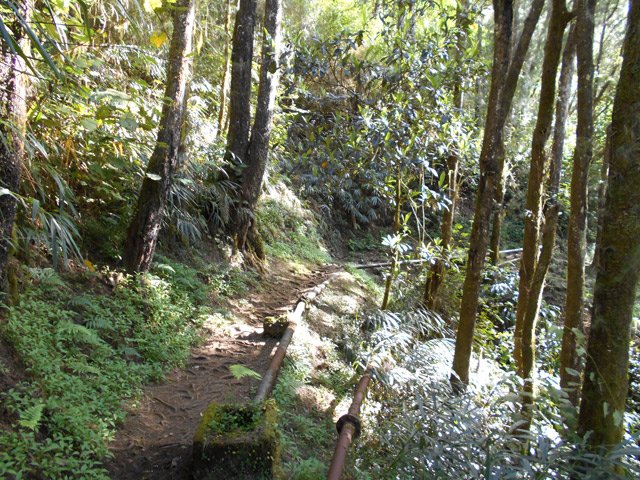 Partie très plate du sentier sous les filaos