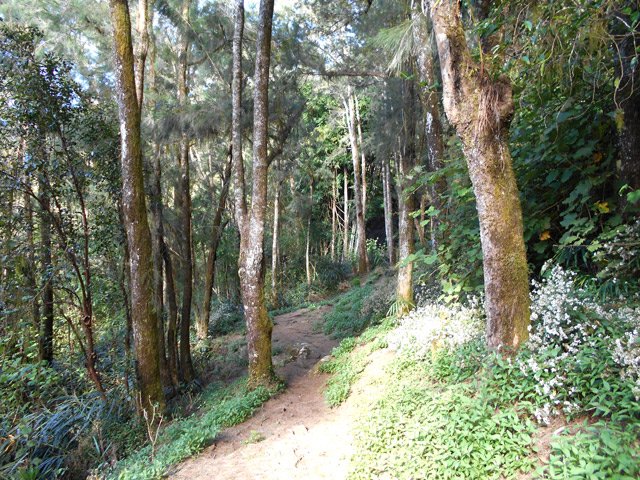 Superbe sous-bois de filaos
