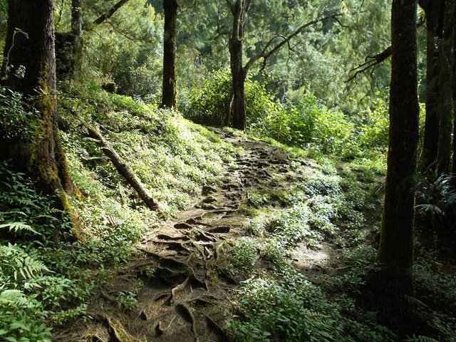 Une dernière partie de racines avant d'arriver aux cascades