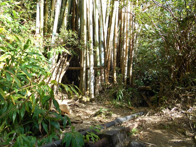 Repérer au passage la trouée dans les bambous pour se rendre plus tard au barrage