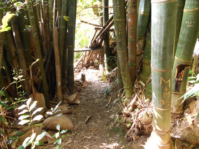 Début du deuxième sentier dans les bambous
