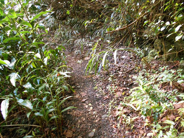 Le même petit sentier avant d'arriver à la passerelle