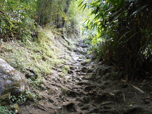 Une pente plus raisonnable faite de cailloux et racines entremêlés