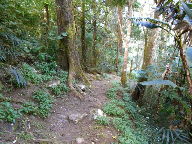 Agréable portion sur les aiguilles de filaos