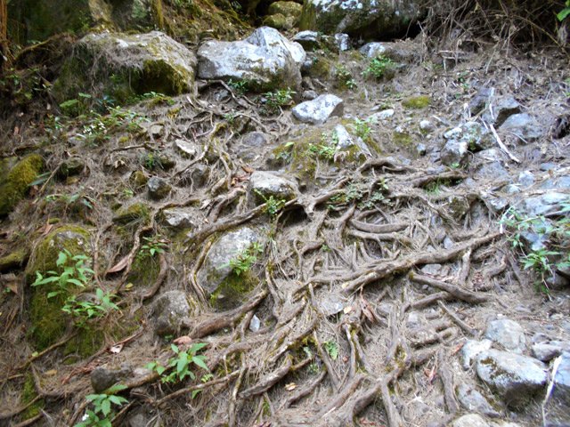 Plusieurs zones de racines durant la montée