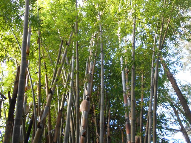 Splendides bambous qui atteignent des hauteurs impressionnantes