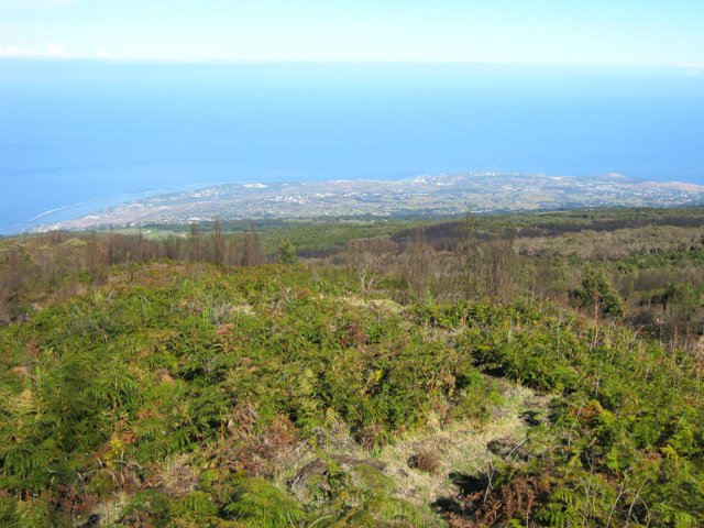 Les fougères envahissent toutes les zones brûlées
