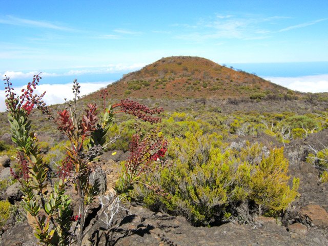 Un petit bois de rempart qui mettra très longtemps pour devenir grand