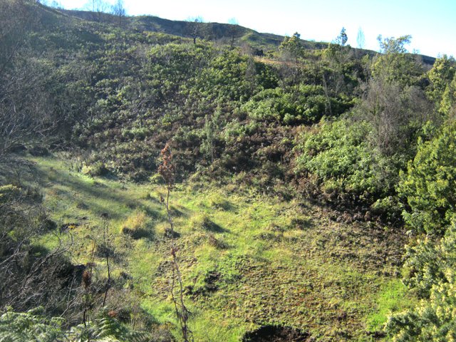 Les fougères envahissent tout ce qu'elles peuvent