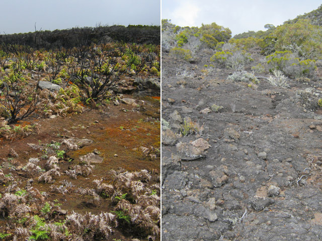 Le sentier qui n'en est pas un
