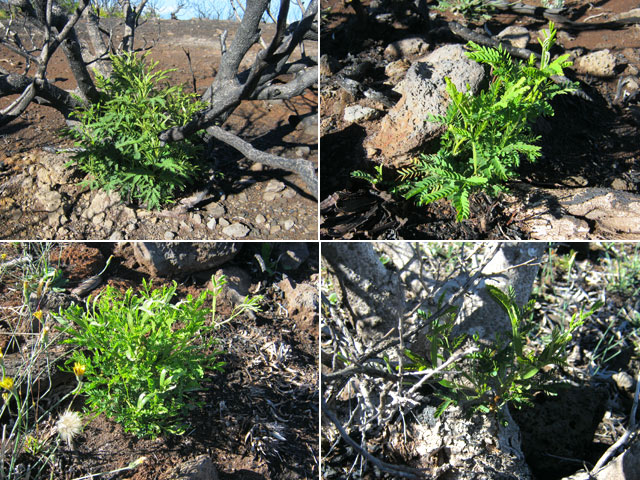 Partout la végétation recommence à vivre : rendez-vous dans 10 ans pour de la verdure partout