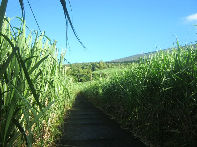 Quand la canne est haute la marche s'effectue à l'ombre
