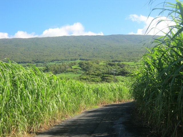 Fin des champs de canne à l'approche de la RN