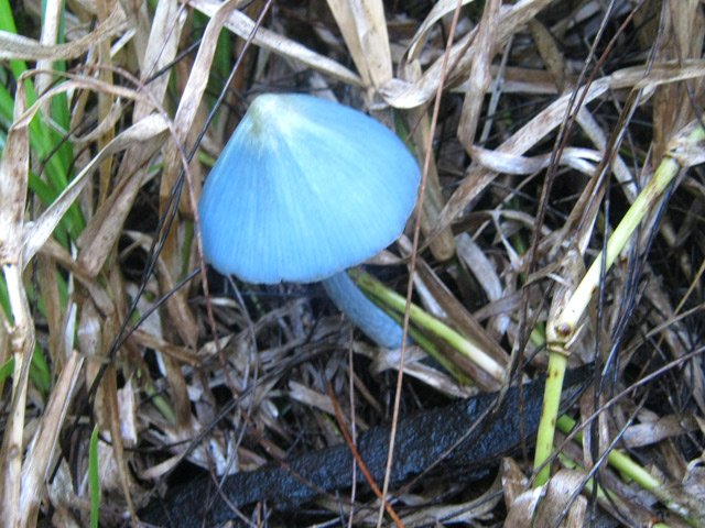 Ce petit champignon bleu affectionne ces grandes herbes humides