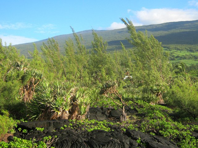 Végétation classique des bords de mer basaltiques