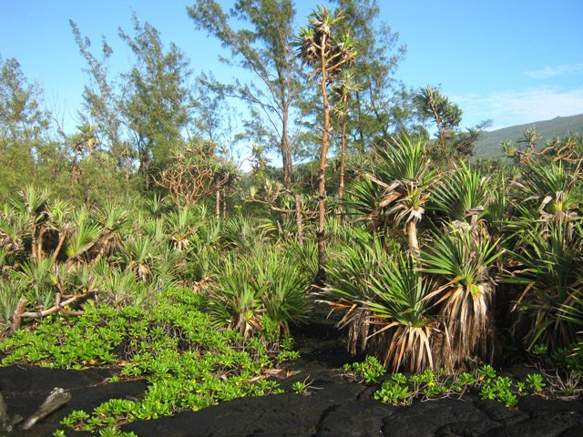 Toujours la même végétation