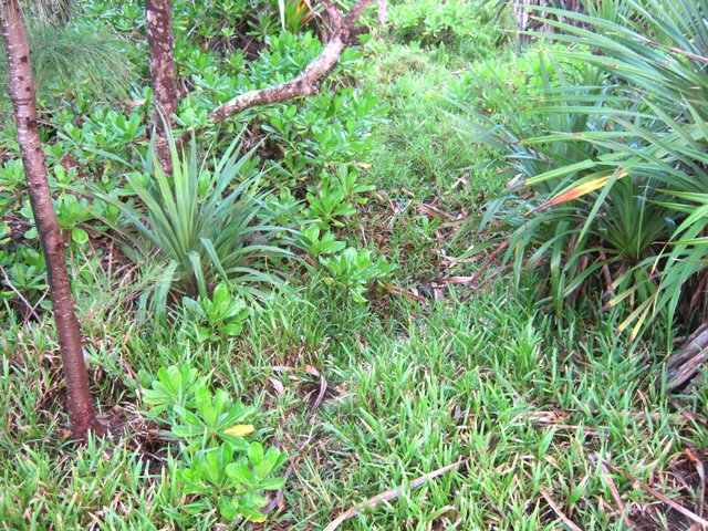 Les sentes de pêcheurs sont d'excellents moyens de visiter la côte