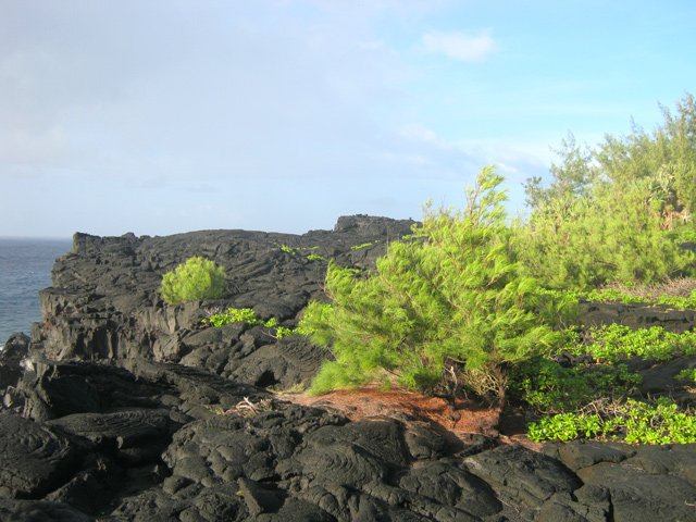 Les petits filaos tentent d'envahir le haut de la falaise