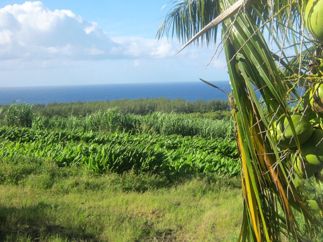 Un champ de curcuma lors de la balade en campagne