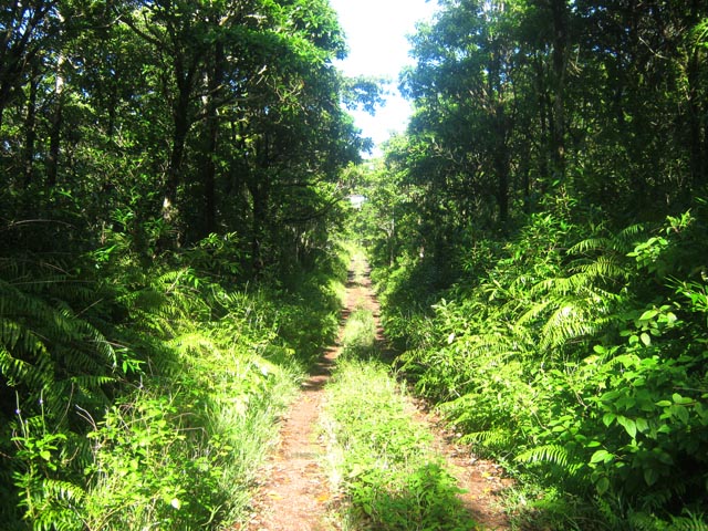 La dernière piste dans le bois de couleurs