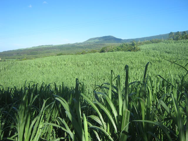 Des cannes à sucre à perte de vue